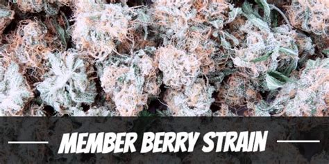 Member Berry Strain Complete Guide And Review Dopedive