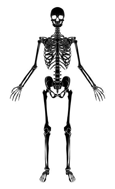 X Ray X Ray Image Cartoon Human Skeleton Illustrations Royalty Free