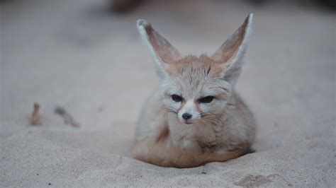 Fennec Foxes On Wildlife