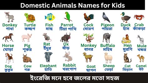 Domestic Animals Name Domestic Animals Names For Kids Domestic