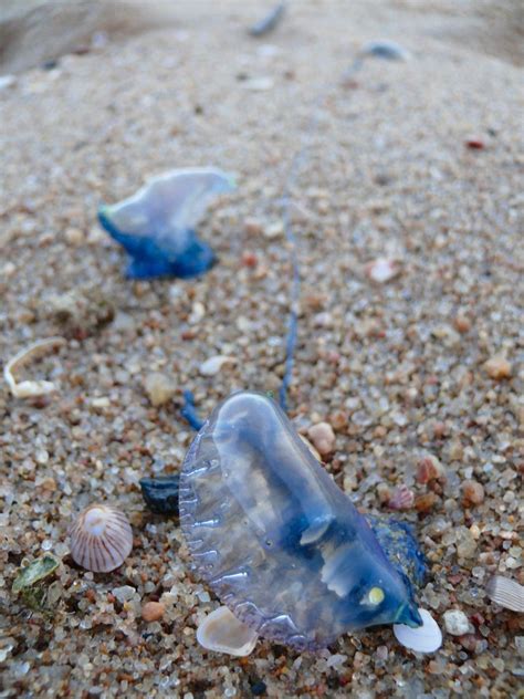 The portuguese man o' war, (physalia physalis) is often called a jellyfish, but is actually a species of siphonophore, a group of animals that are closely related to jellyfish. Free Portuguese Man of War Stock Photo - FreeImages.com