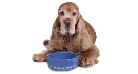 Nobody understands sensitive stomachs in dogs better than hill's science diet. Best Dog Food For Seniors With Sensitive Stomachs