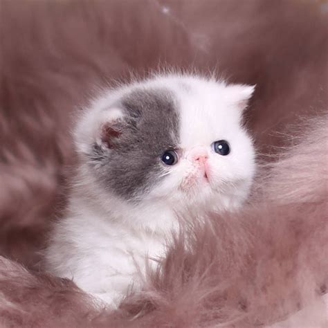 Pin By Scplantgeek On Gatita Persian Kittens Persian Cat Cats