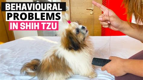 7 Common Behavioral Problems In Shih Tzu And How To Solve Them Youtube