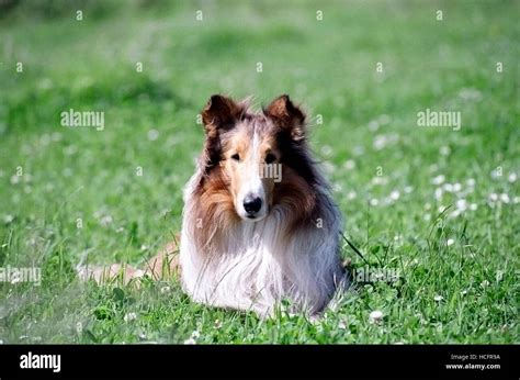 Lassie Lassie 2005 ©roadside Attractionscourtesy Everett Collection