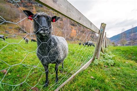 Sheep And Goat Fencing