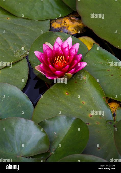 Red Water Lily Lotus Flower And Green Leaves In The Pond Stock Photo
