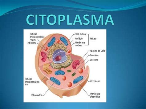 Histo Embriología CITOPLASMA