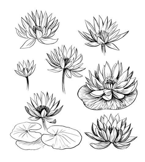 Premium Vector Set Of Water Lily Lotus Hand Drawn Outline