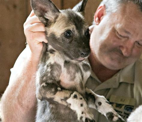 Pupdate First Medical Exam For Litter Of 10 Painted Dogs Zooborns