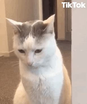 Funny Scared Cat Gifs
