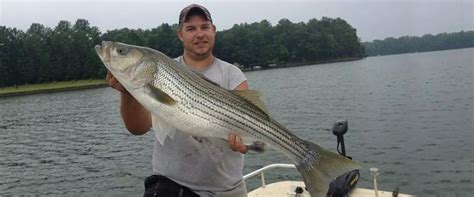 Close to the surface of the lake there's heavy forage. Cats N' Stripers Guided Fishing Charters Smith Mountain ...