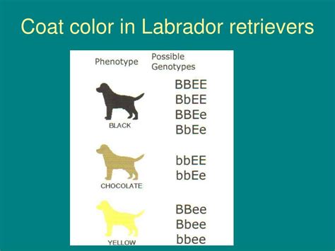 Inheritance Of Coat Color In Labrador Retrievers Worksheet Bb Ee