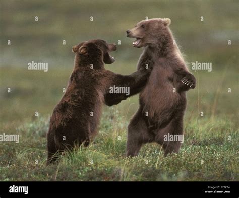 Grizzly Bear Cubs At Play In Denali National Park Alaska Stock Photo