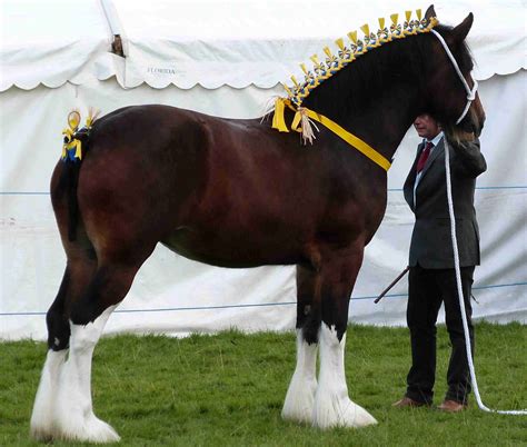 Pin On Clydesdale Horses
