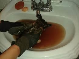 It is ideal to comb home remedies and natural ways to get rid of fleas on kittens. Kitten Fleas - Fleas B Gone