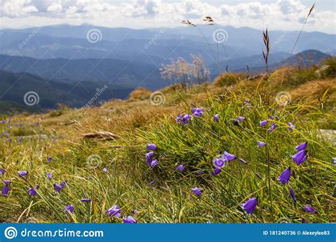 Blooming Purple Flowers On A Mountainside Violet Flowers In The Grass