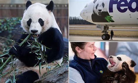 National Zoos Beloved Giant Panda Is Leaving Washington Dc To Join