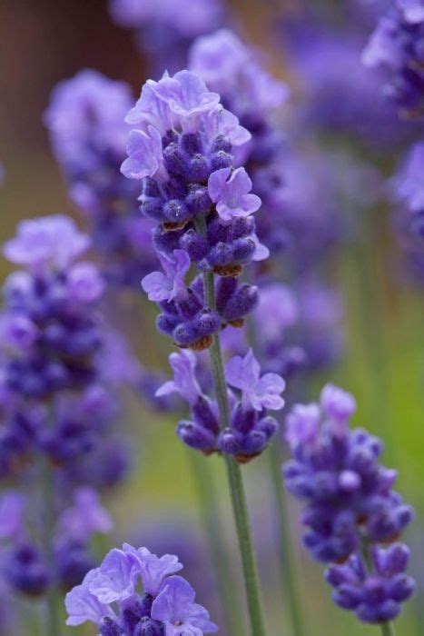 Ellagance Purple English Lavender Lavender Ellagance Purple