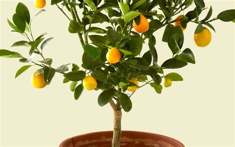 How To Grow Indoor Citrus
