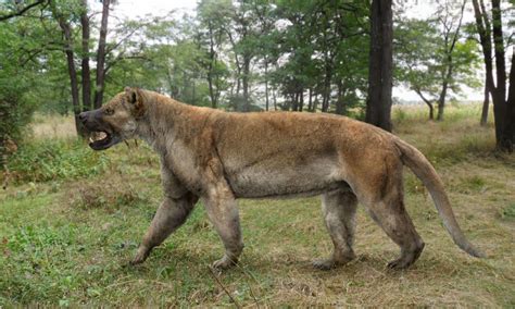 Bear Dogs Dog Bears And Hyena Dogs Amazing Ancient Dog Like Carnivores