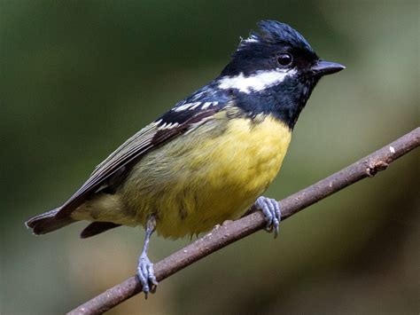 Yellow Bellied Tit Ebird