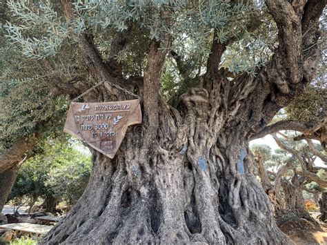 Ancient Olive Tree 3000 Years Old In Moshav Zimrat Stock Image Image