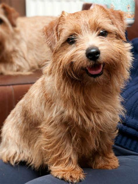 Norwich Terrier Chihuahua Mix Pets Lovers