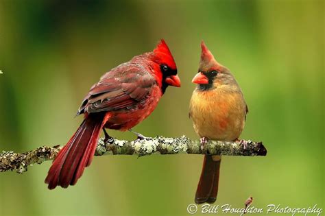 Cardinal Pair Photo By Bill Houghton National Geographic Your Shot