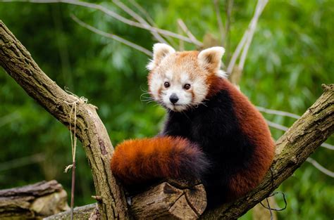 Adorable Red Panda! Free Stock Photo - Public Domain Pictures