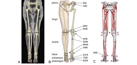A Bone Geometries Segmented From Full Lower Limb Mri Scans B Lower