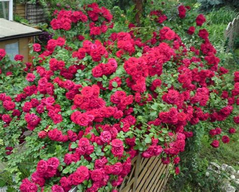 Buy Amadeus Climbing Rose Agel Rosen