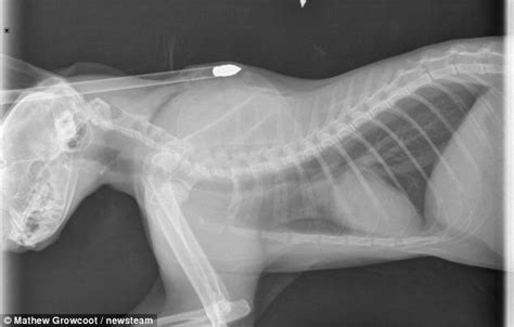 Gizmo The Cat Miraculously Survives Yobs Fired A Six Inch Crossbow Bolt