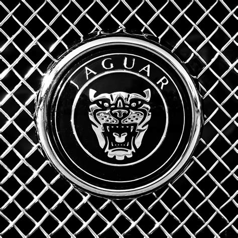 Jaguar Grille Emblem 0317bw Photograph By Jill Reger