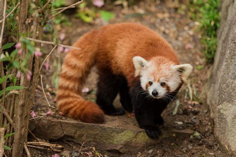 Red Pandas Debut On Asia Trail At The Smithsonians National Zoo