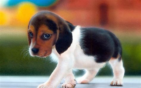 Aggregate 146 Beagle Puppy Hd Wallpaper Vn