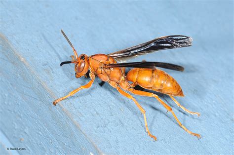 Carolina Paper Wasp Vol 5 No 8 Mississippi State