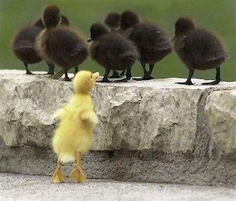 Funny Duck Pictures