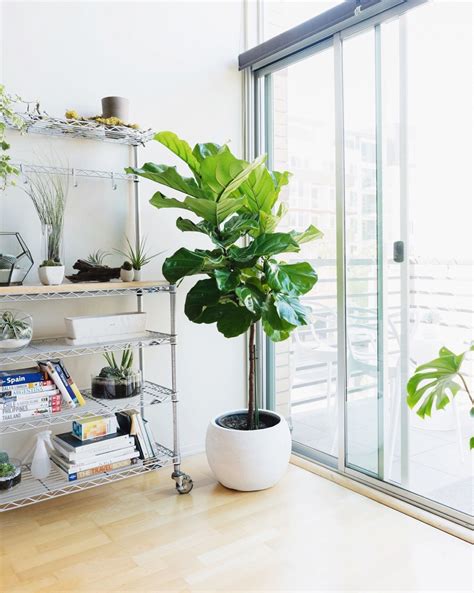 30 Popular Indoor Trees To Grow In Your Home Plants Indoor Apartment