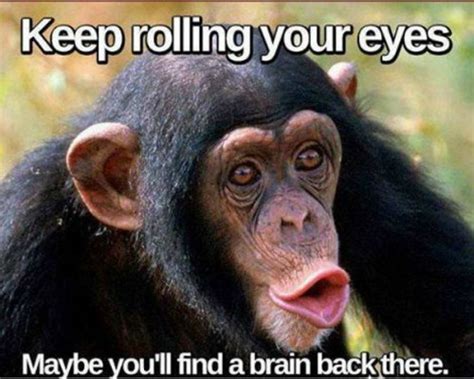 10 Funny Monkey Memes For Your Face