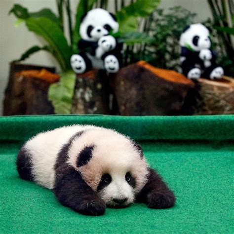 Est100 一些攝影some Photos Giant Panda Cub 大熊貓寶寶