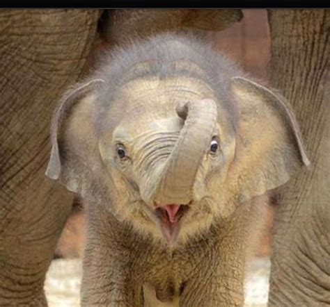Way Too Wonderfully Cute Newborn Elephant Baby Animals Cute Animals