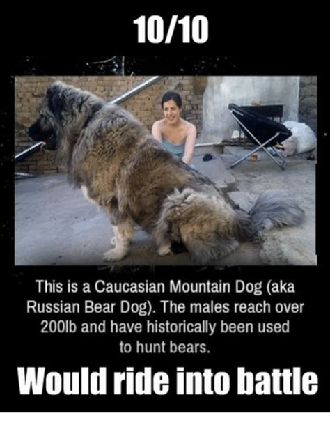 1010 This Is A Caucasian Mountain Dog Aka Russian Bear Dog The Males