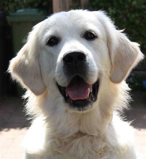 The golden retriever was admired from the beginning of its history in america, but the breed's popularity really took off in the 1970s, the era of president gerald ford and his beautiful golden named liberty. Toby | Golden retriever, Golden retriever puppy