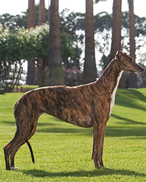 Greyhound Breeds A To Z The Kennel Club