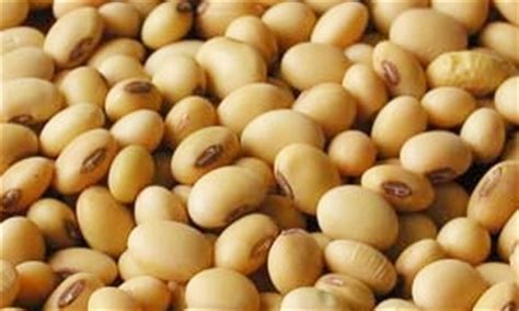 إشربى حليب فول الصويا : أسعار السلع العالمية بالليرة ... وارتفاع بسعر الفول الصويا ...