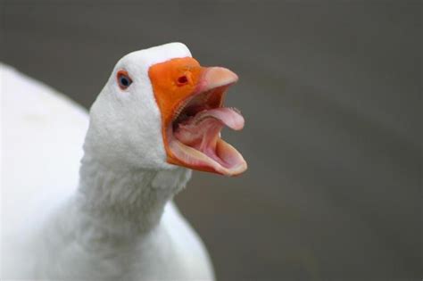 Create Meme Evil Goose Photos Photo Angry Goose Sorry Goose