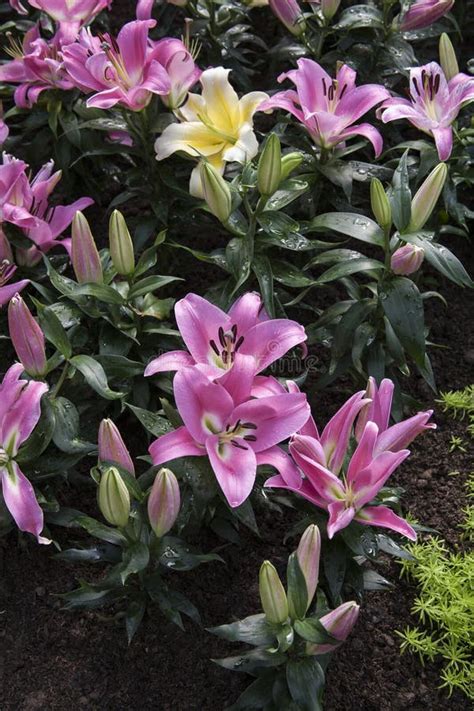 Beautiful Purple Lilies Purple Lilies Stock Photo Image Of