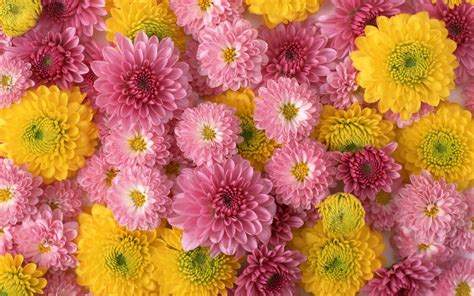Colorful Flowers Wallpaper For Mobile Colorful Flowers Images Hd