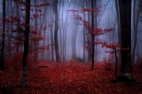 赤葉の木、 秋、 森、 葉、 木、 枝、 自然、 霧、 赤、 ブルゴーニュ、 Hdデスクトップの壁紙 Wallpaperbetter